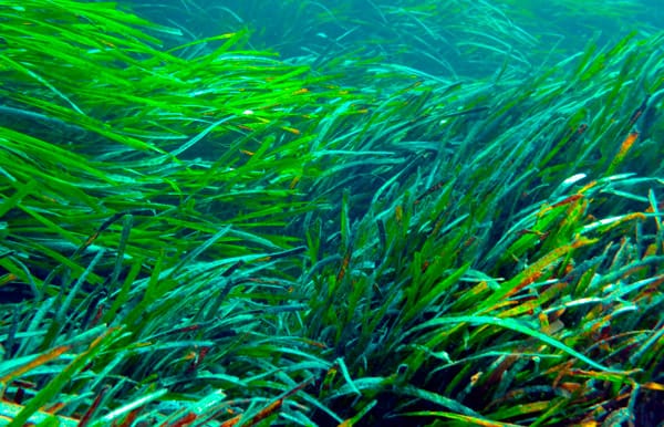 Las amenazas a la Posidonia pueden tener graves consecuencias 1